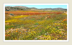 Namakwaland South Africa - Kamiesberg wild flowers, by Peter Maas